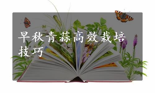 早秋青蒜高效栽培技巧