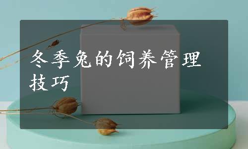 冬季兔的饲养管理技巧