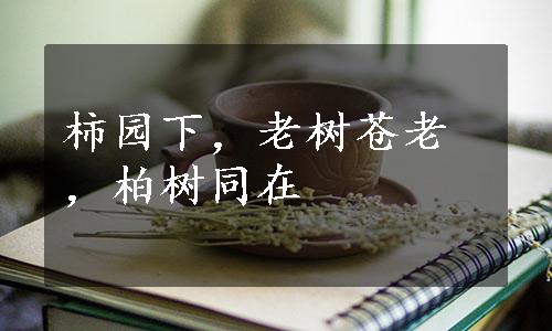 柿园下，老树苍老，柏树同在