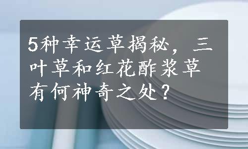 5种幸运草揭秘，三叶草和红花酢浆草有何神奇之处？