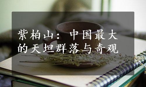 紫柏山：中国最大的天坦群落与奇观