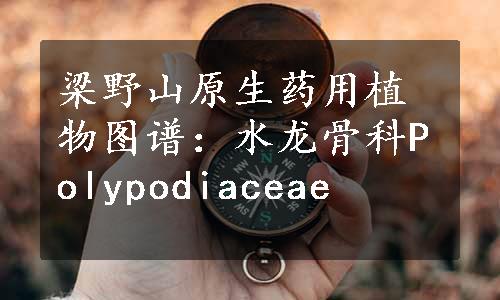 梁野山原生药用植物图谱：水龙骨科Polypodiaceae