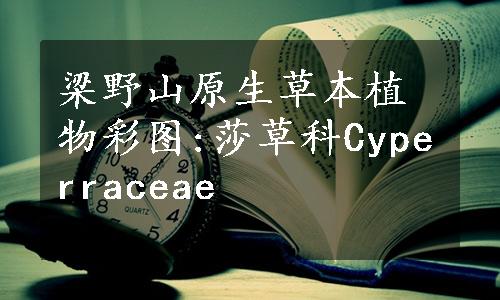 梁野山原生草本植物彩图:莎草科Cyperraceae