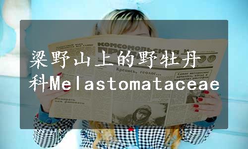 梁野山上的野牡丹科Melastomataceae