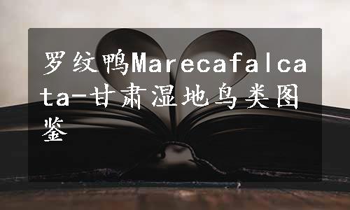 罗纹鸭Marecafalcata-甘肃湿地鸟类图鉴