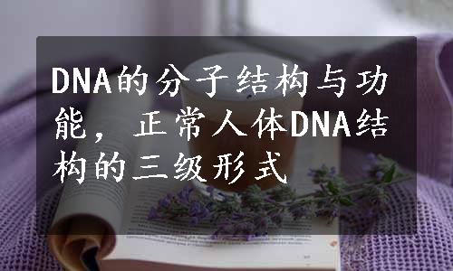 DNA的分子结构与功能，正常人体DNA结构的三级形式