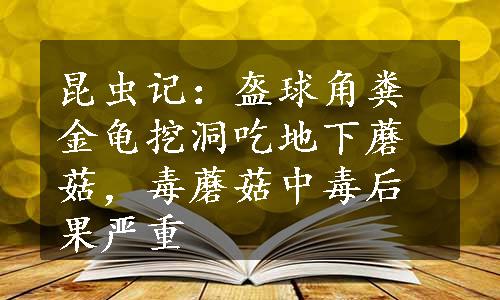 昆虫记：盔球角粪金龟挖洞吃地下蘑菇，毒蘑菇中毒后果严重