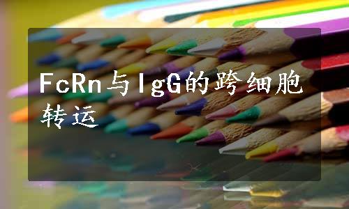 FcRn与IgG的跨细胞转运