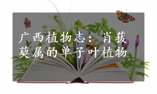 广西植物志：肖菝葜属的单子叶植物