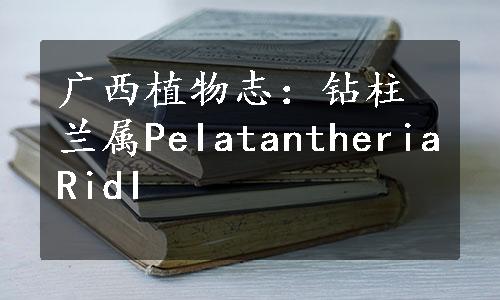 广西植物志：钻柱兰属PeIatantheriaRidI