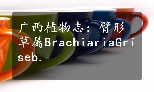 广西植物志：臂形草属BrachiariaGriseb.