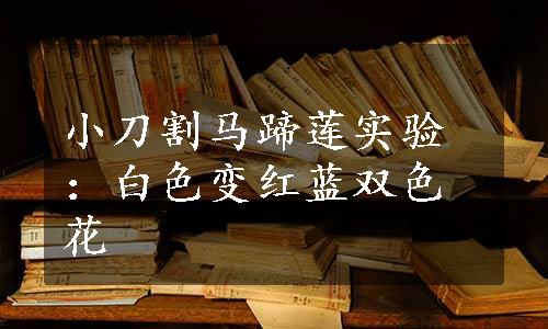 小刀割马蹄莲实验：白色变红蓝双色花