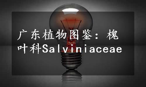 广东植物图鉴：槐叶科Salviniaceae