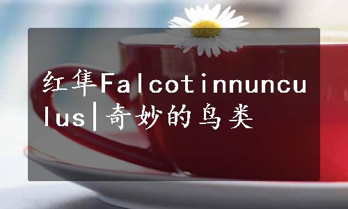 红隼Falcotinnunculus|奇妙的鸟类