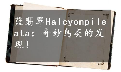 蓝翡翠Halcyonpileata：奇妙鸟类的发现！