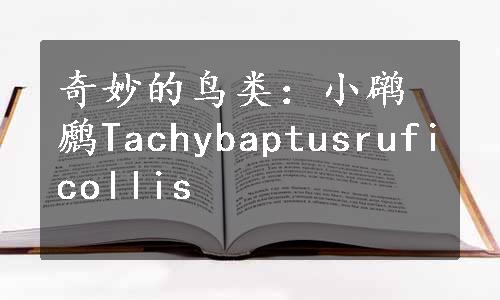 奇妙的鸟类：小䴙䴘Tachybaptusruficollis