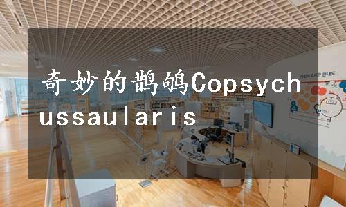 奇妙的鹊鸲Copsychussaularis