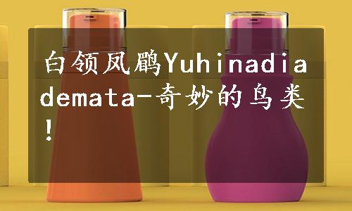 白领凤鹛Yuhinadiademata-奇妙的鸟类！