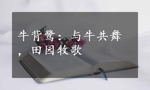 牛背鹭：与牛共舞，田园牧歌