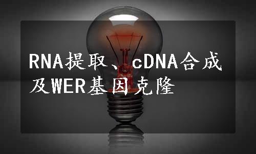 RNA提取、cDNA合成及WER基因克隆