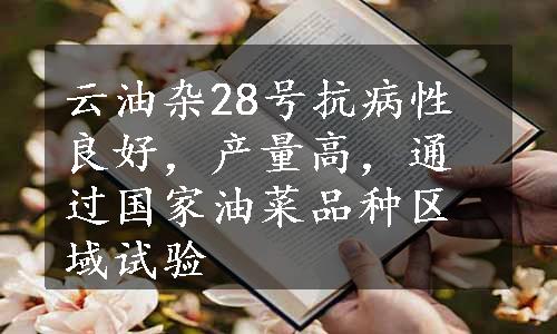 云油杂28号抗病性良好，产量高，通过国家油菜品种区域试验