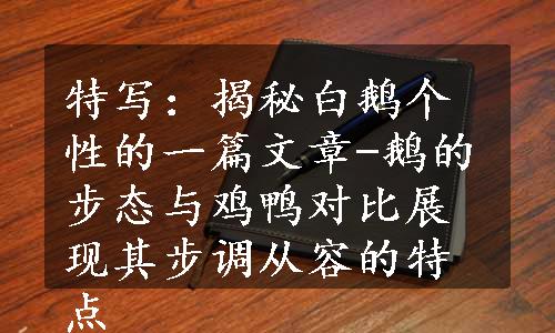 特写：揭秘白鹅个性的一篇文章-鹅的步态与鸡鸭对比展现其步调从容的特点