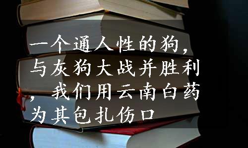 一个通人性的狗，与灰狗大战并胜利，我们用云南白药为其包扎伤口