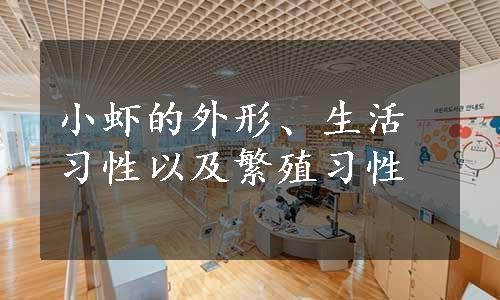 小虾的外形、生活习性以及繁殖习性