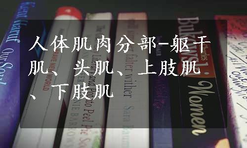 人体肌肉分部-躯干肌、头肌、上肢肌、下肢肌