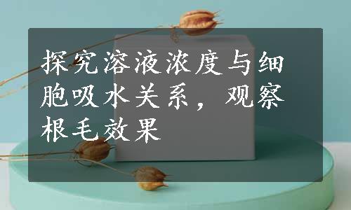 探究溶液浓度与细胞吸水关系，观察根毛效果